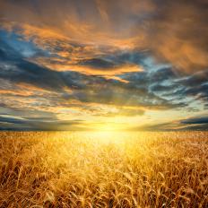 A field of wheat