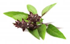 Thai basil is commonly used as an ingredient in tom kha gai.