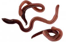 Red wiggler worms can be kept in a wormery for vermicomposting.