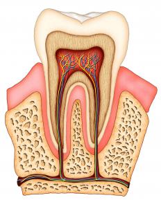 A cross section of a tooth