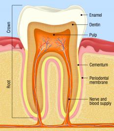 The teeth and gums should be cleaned regularly to keep them healthy.