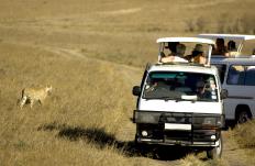 People on a safari.
