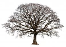 Trees lose their leaves to conserve energy over the winter and to prevent damage to the tree.