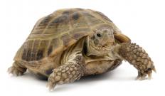 Turtles are one of the few vertebrates that have no sternum.