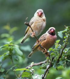 Two birds