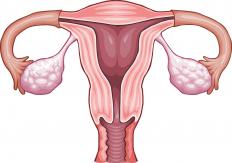 An adult woman's reproductive system.