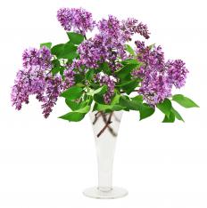 A vase of lilacs, a type of flowering shrub