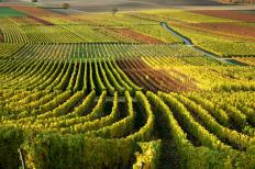 A vineyard of syrah grapes.