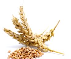 Wheat, a staple crop.