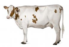 Cows and other cloven-hoofed, cud-chewing animals are kosher.