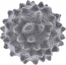 A leukocyte