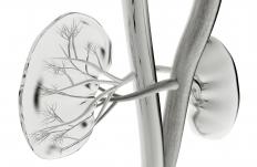 Human kidneys