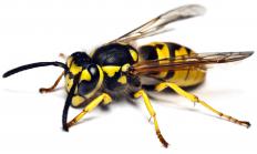 A yellow jacket.