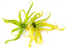 Ylang ylang, which is often blended with jasmine and sandalwood oils.