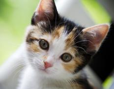 A short haired cat.