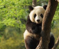 Giant pandas are endangered species
