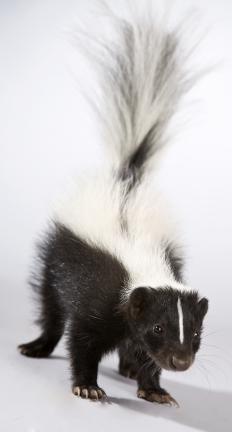 Young skunk