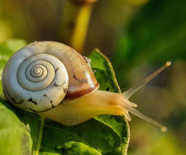 Preferring the company of animals to people, novelist Patricia Highsmith kept hundreds of snails as pets.