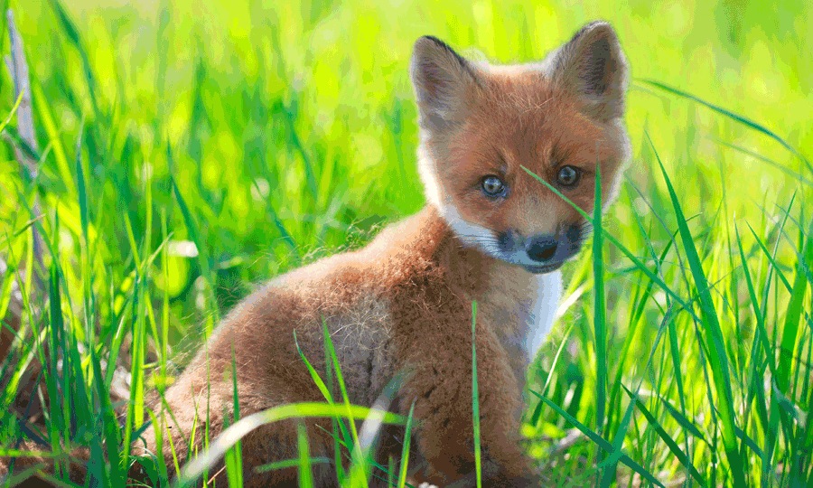 These 10 weird animal facts will amaze you...