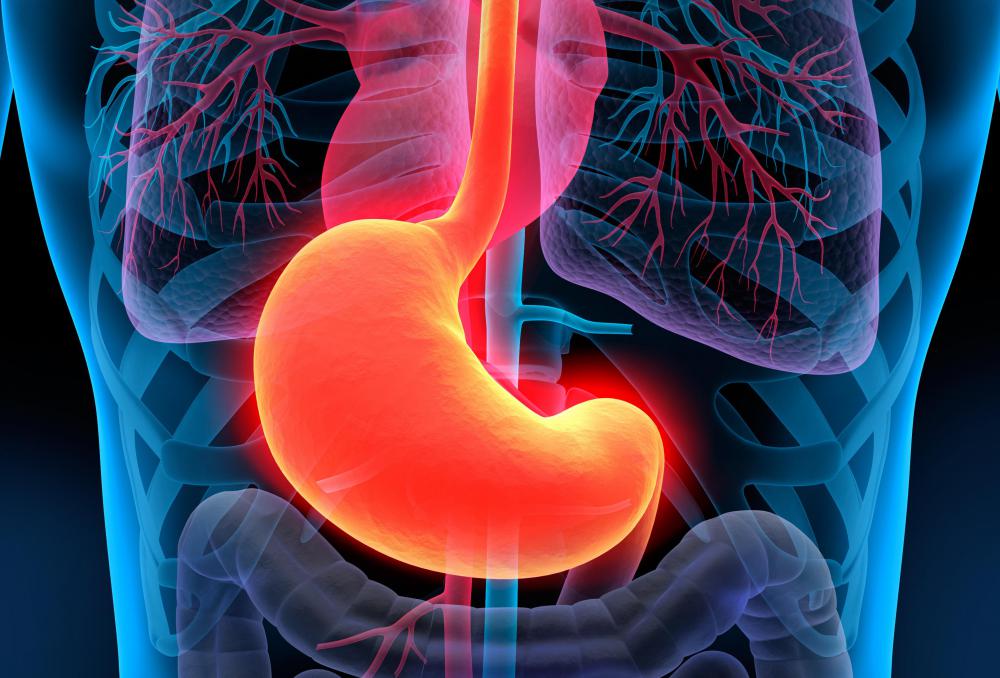 Anatomical view of the human digestive tract with the stomach highlighted