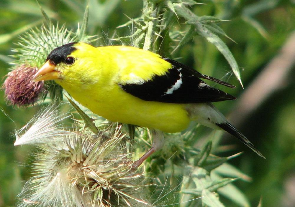 The American Goldfinch, also called the Eastern Goldfinch and the wild canary, is Iowa’s state bird. The male has bright yellow and black coloring.