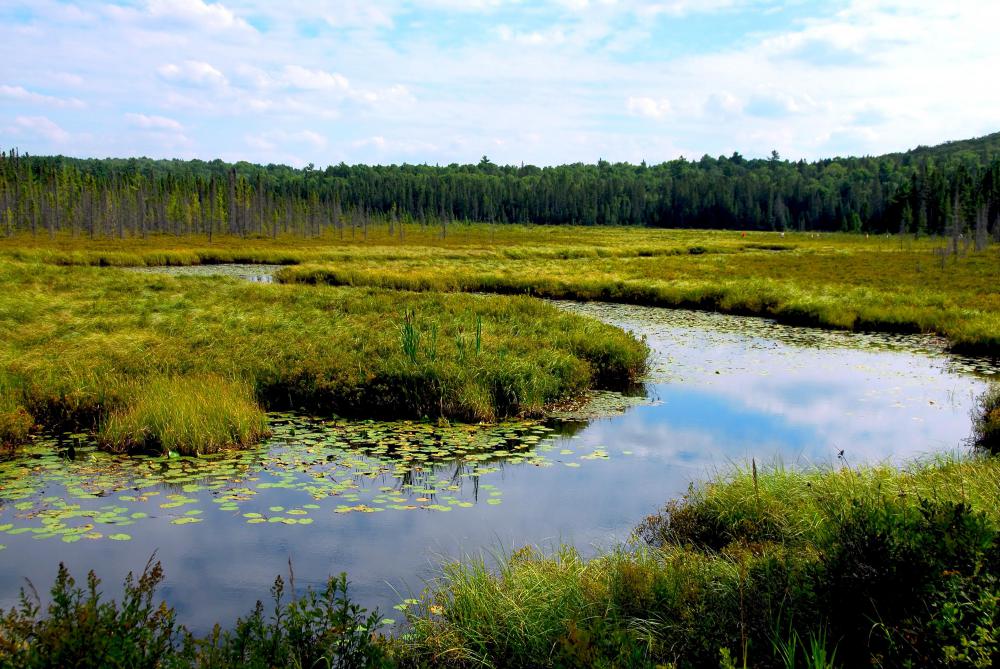 What Are Three Main Types Of Freshwater Wetlands