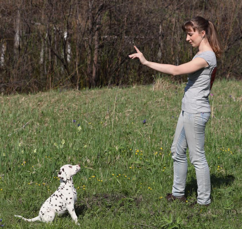 what age should a puppy be potty trained what should i about puppy potty with pictures what age should a puppy be potty trained what should i about puppy potty with pictures