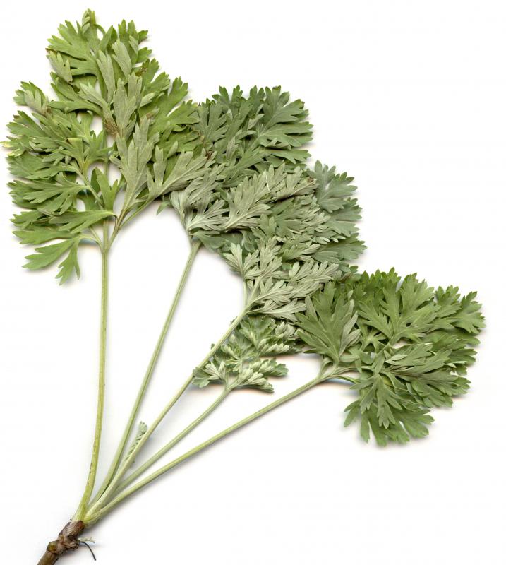 The term "mugwort" may be used to refer to wormwood.