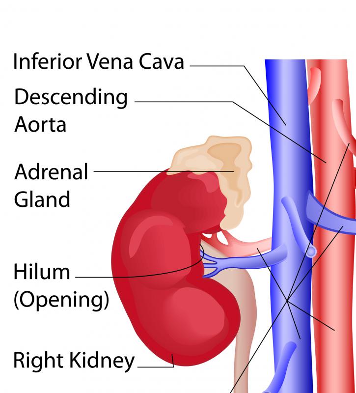 What Is the Left Renal Vein? (with pictures)