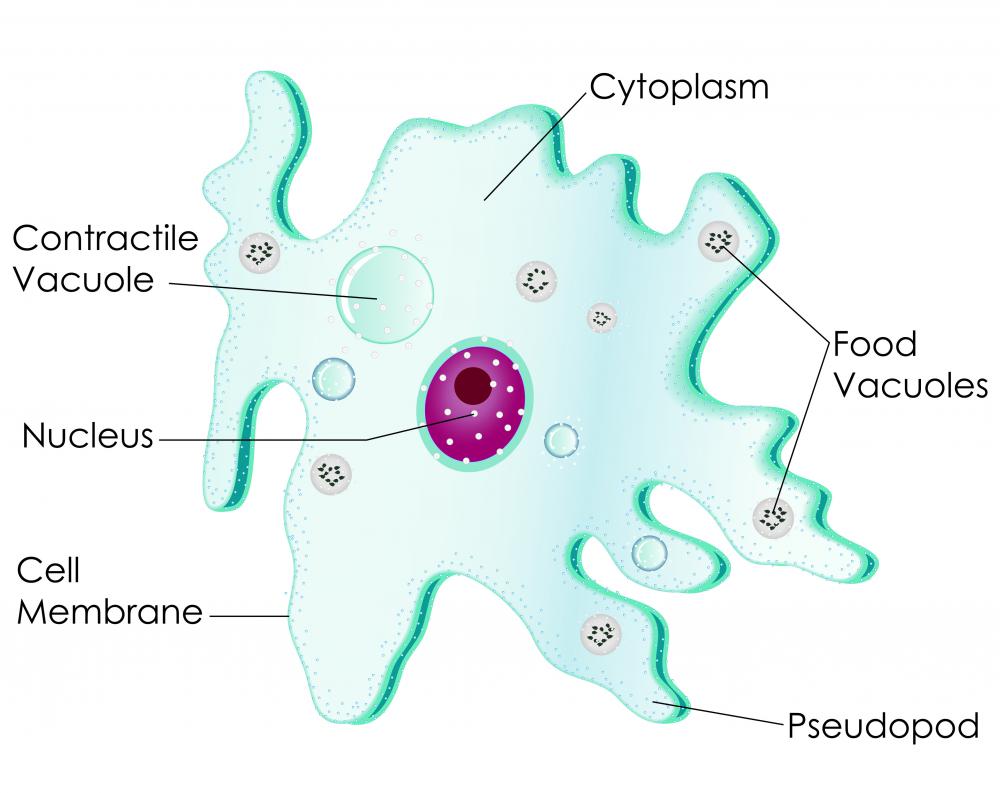 What Is An Amoeba   With Pictures