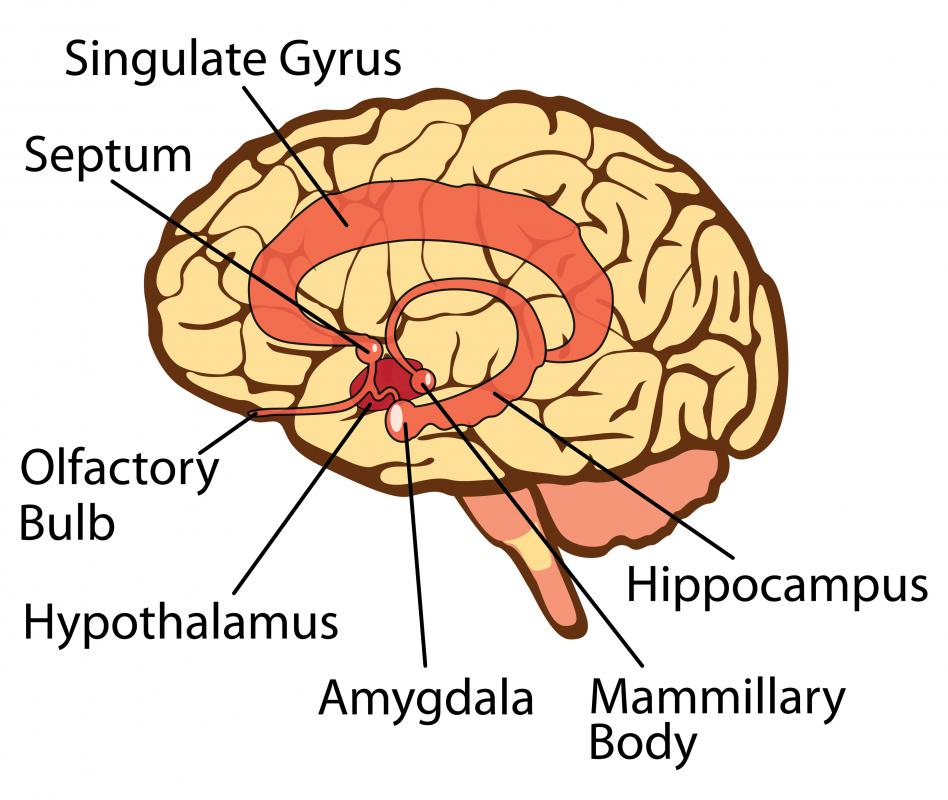 What Is The Connection Between The Amygdala And Memory What Is The Connection Between The Amygdala And Memory