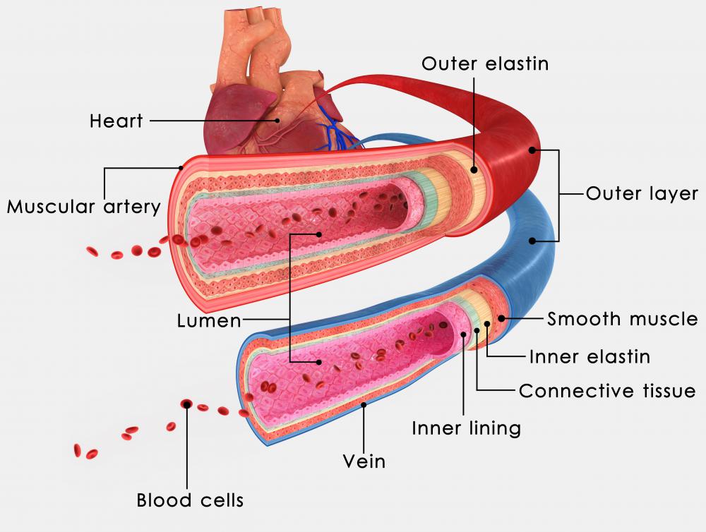 Bolus Definition Anatomy