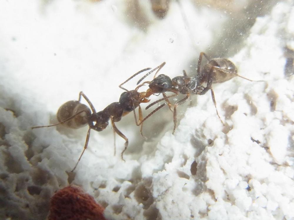 What’s So Special About Ant Vomit? (with picture)