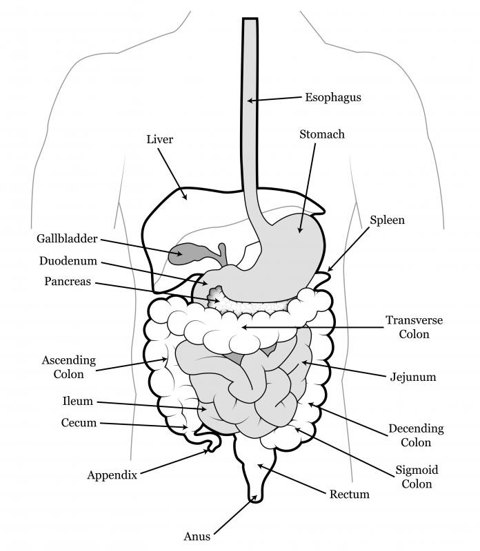 What is the Caecum? (with pictures)