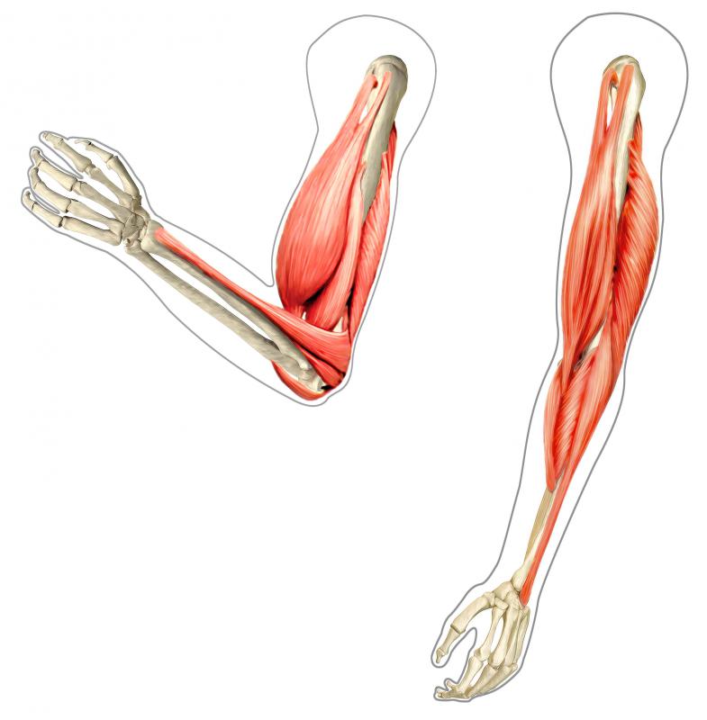 strain exercises hamstring grade 1 for What the Brachium? is (with pictures)