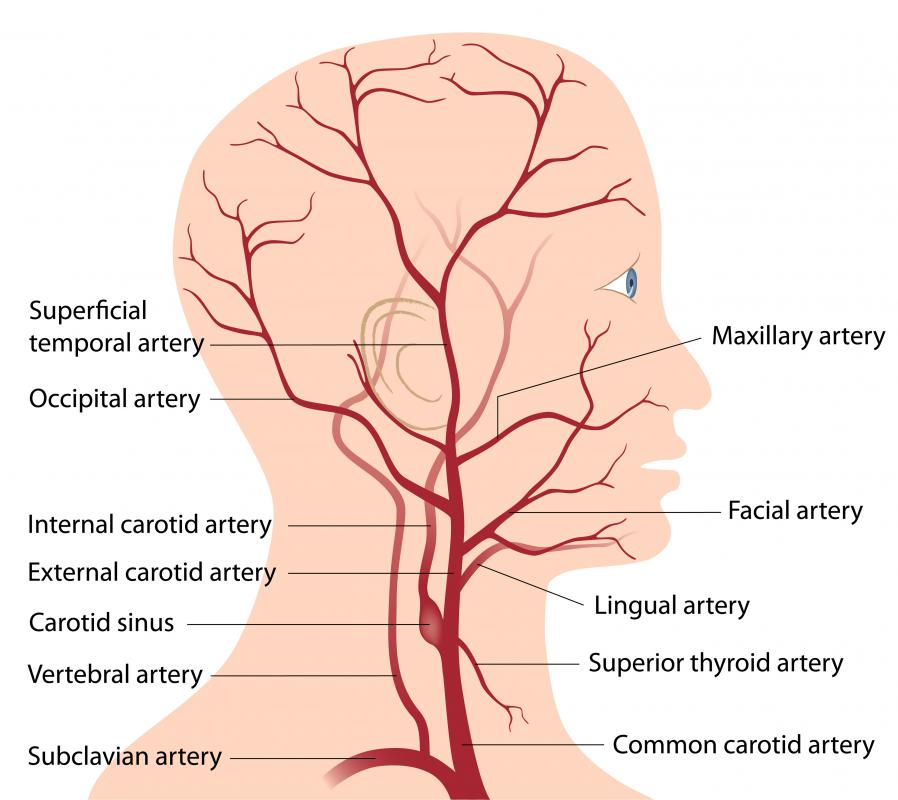 all-arteries-in-the-human-body-medicinebtg