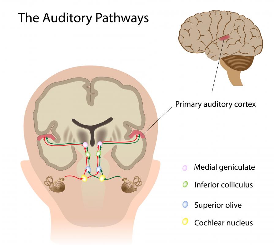 sensory imagery and auditory imagery