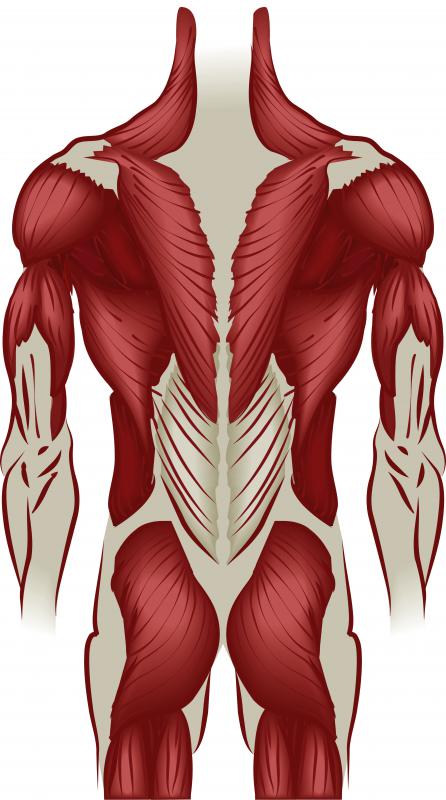 What Is the Role of the Muscular System? (with pictures)