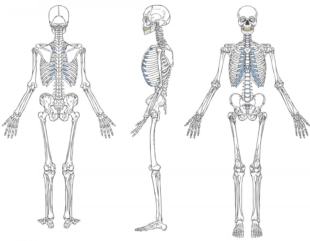 What is a Skeletal System Diagram? (with pictures)