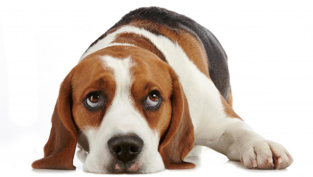 do beagles have an odor