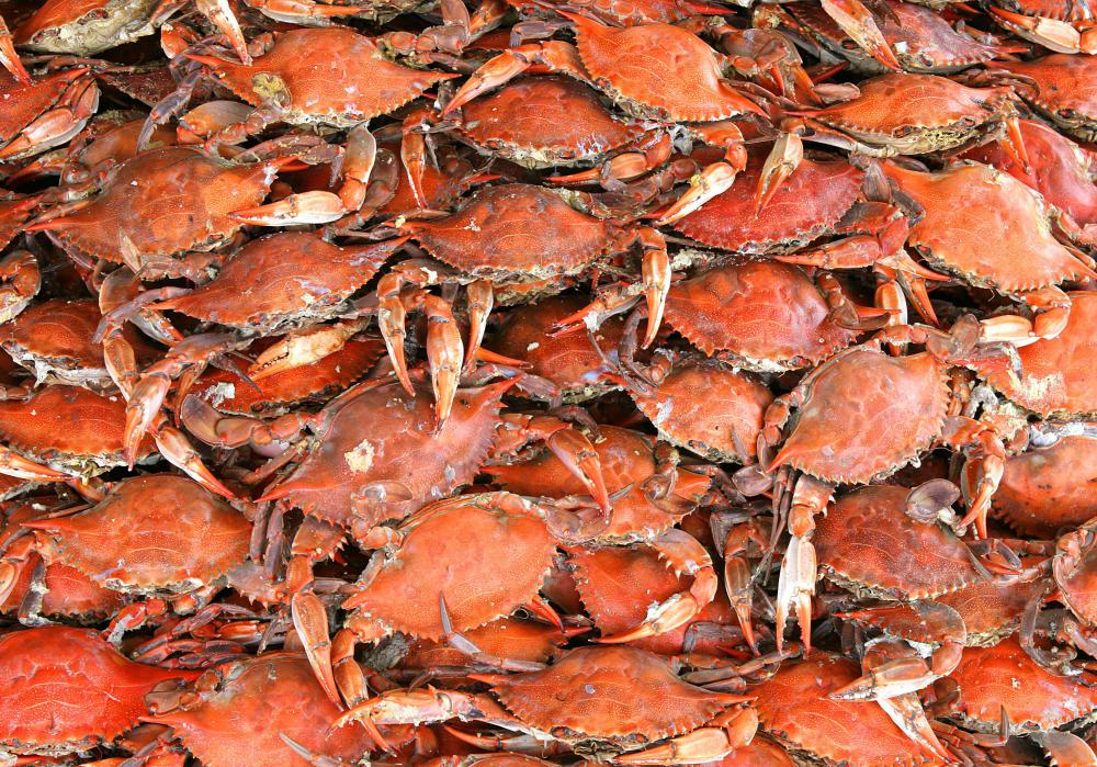 What are the Different Types of Crab? (with pictures)