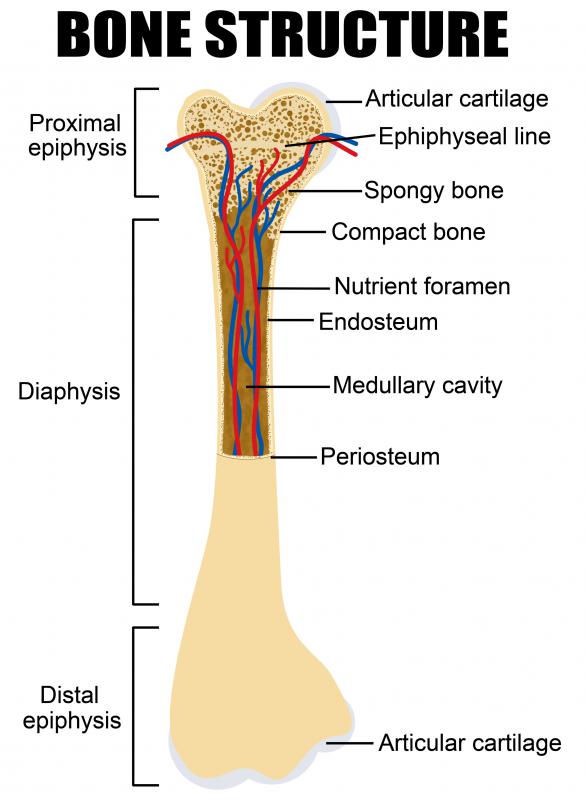 diaphysis