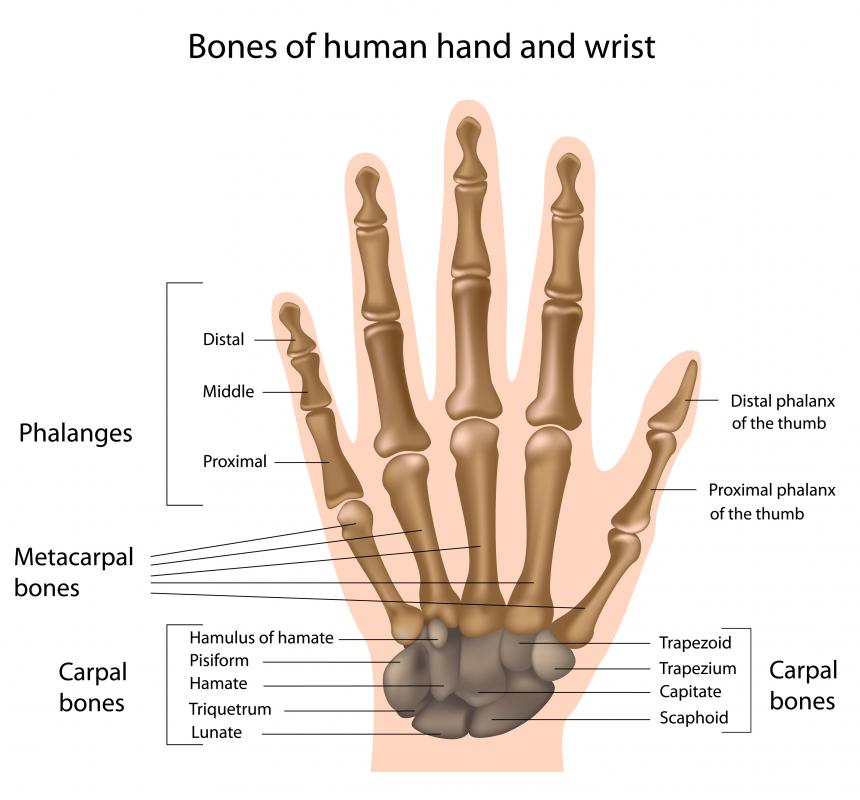 What are the Metacarpals? (with pictures)