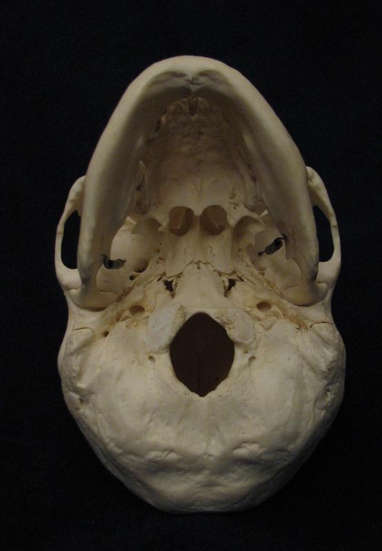 What Is The External Occipital Protuberance With Pictures 0130