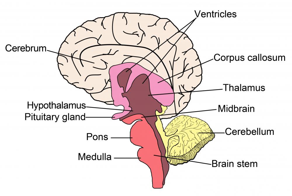 cerebrum cerebellum brain stem function