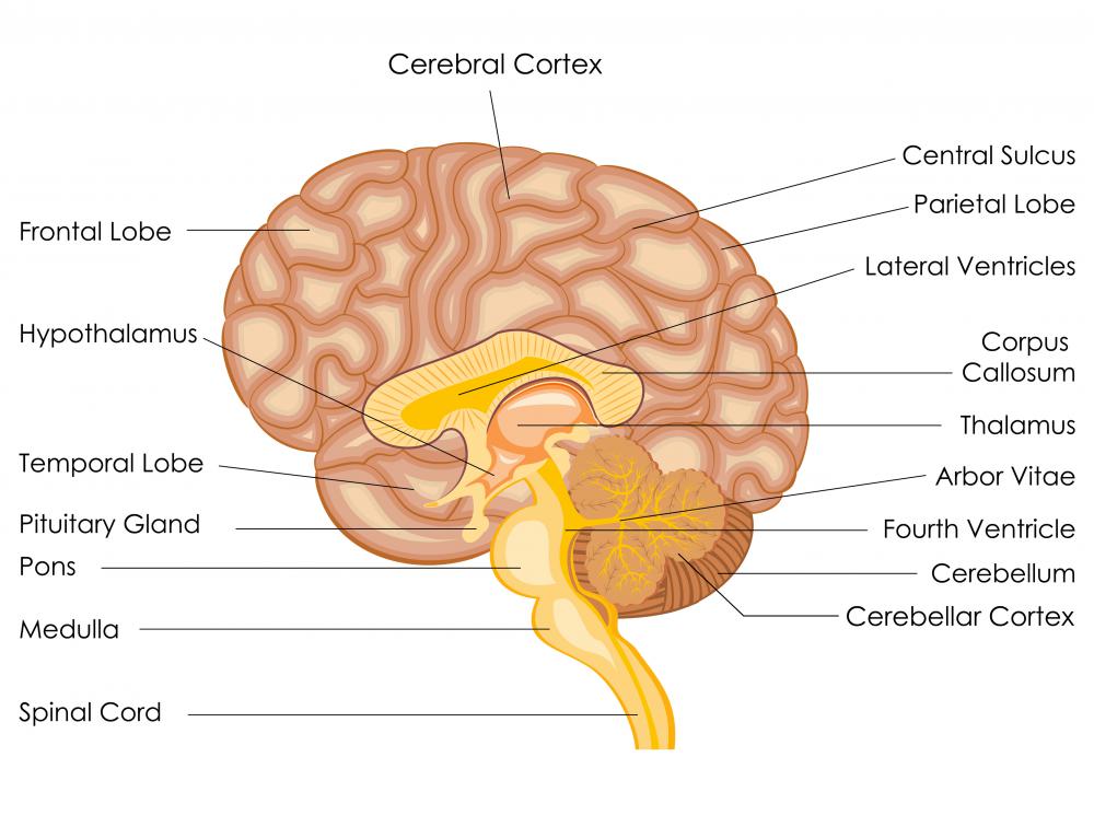 What is the Cerebral Cortex? (with pictures)