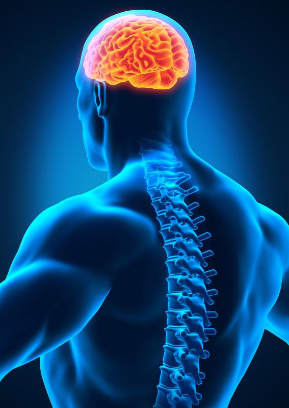 cerebrospinal fluid image