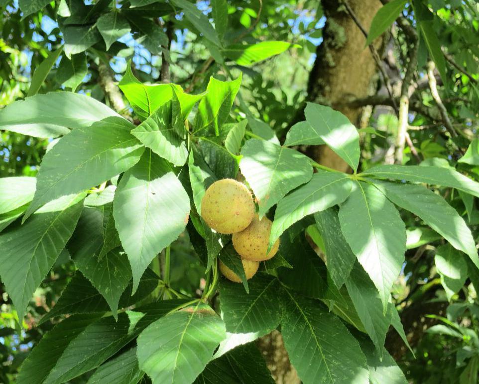 what-is-a-buckeye-tree-with-pictures