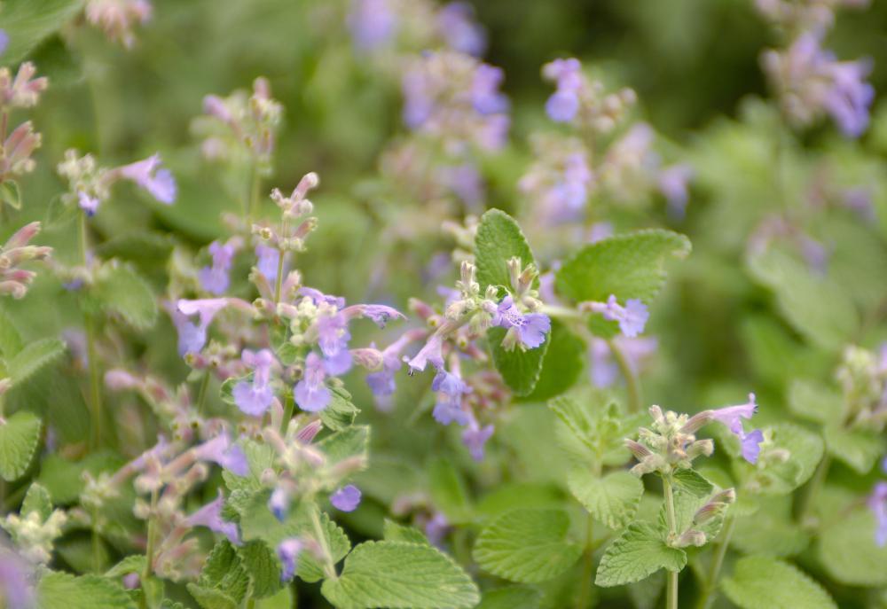 What Are The Best Tips For Planting Catnip Seeds