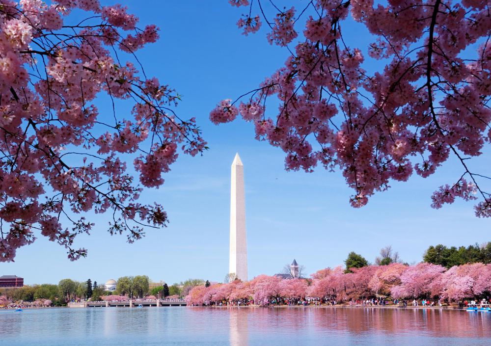 What is the Cherry Blossom Festival? (with pictures)